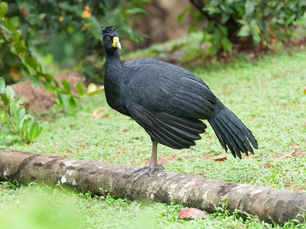 <h3><a href="/trips/costa-rica/biota/animalia/chordata/aves/006 galliformes/002 cracidae/crax rubra/crax rubra-nl.html">Crax&nbsp;rubra</a> / Great&nbsp;curassow / Bruine&nbsp;hokko</h3>OM-1 Mark II met OLYMPUS M.150-400mm F4.5, 1/250 sec  bij F4.5, ISO 5000, afstand 13.8&nbsp;m